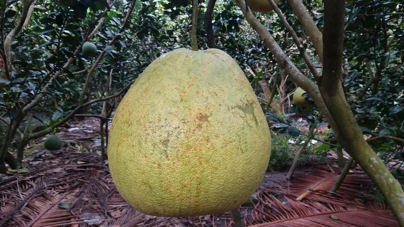 Cả triệu đồng 1 quả bưởi thúng "khổng lồ" nặng gần chục kg chưng Tết