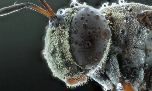 Hình ảnh trông như quái vật ngoài hành tinh của côn trùng