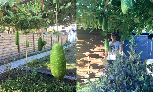 Mướt mắt ngắm những vườn rau Việt ở Đức