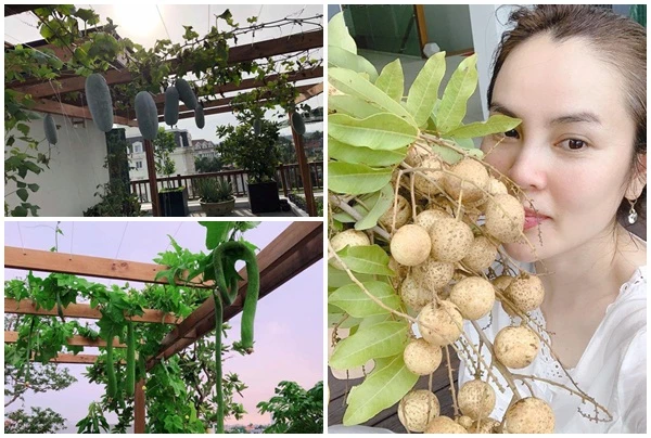 Vườn cây trái trong biệt thự của Hoa hậu tự tay rửa chân cho chồng