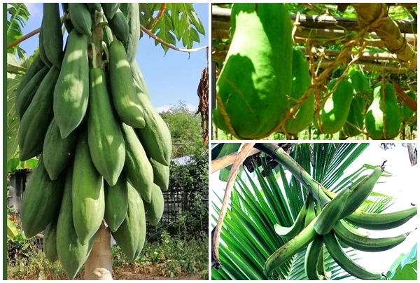 3 loại quả khổng lồ “hái ra tiền” ở Việt Nam