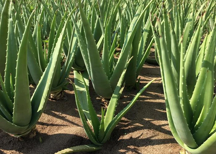 Trồng nha đam siêu đơn giản, lại "hốt bạc" cả trăm triệu