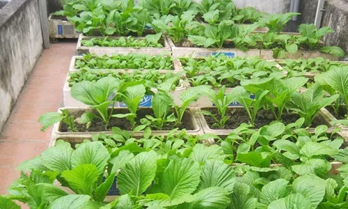 Mát mắt ngắm những vườn rau trong xốp xanh mơn mởn