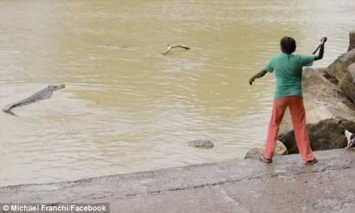 Người đẹp liều lĩnh dùng gậy tấn công cá sấu khổng lồ