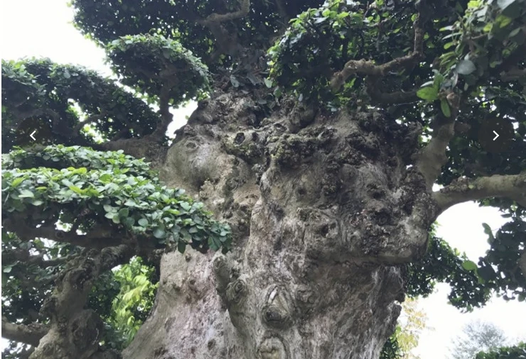 Bất ngờ cây dại được ví như “báu vật”, giá đắt hơn biệt thự