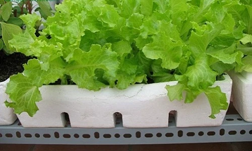 10 loại rau trồng thùng xốp lên vùn vụt vào mùa thu