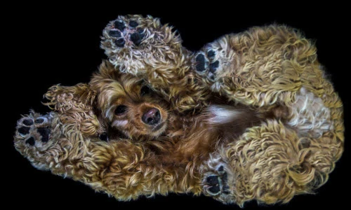 Hình ảnh ngộ nghĩnh của chó cưng từ góc chụp lạ