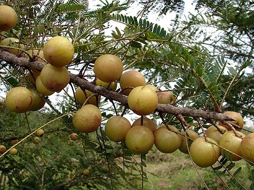 Quả dại “ăn muốn nôn” lên đời giá nửa triệu đồng mỗi kg