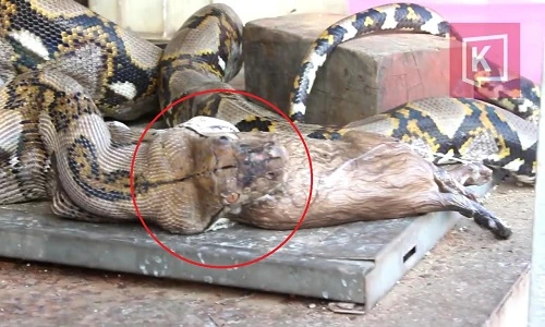 Video: Ăn một lúc 2 con mèo to, trăn khủng suýt chết vì nghẹn