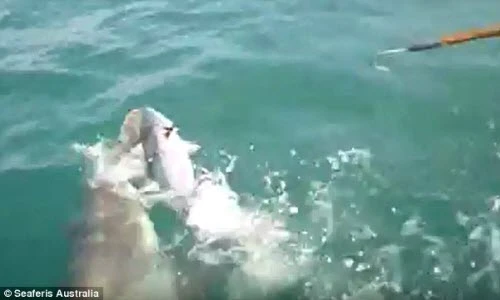 Kinh hãi khoảnh khắc cá mập cướp cá của ngư dân