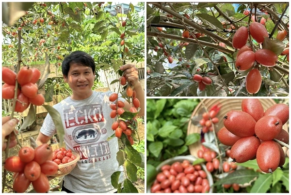 Đã mắt khu vườn trĩu quả tại quê nhà của ca sĩ Trọng Tấn