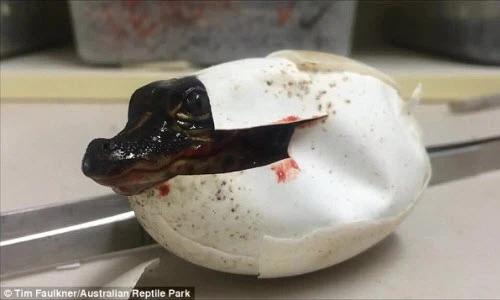 Chi tiết cảnh cá sấu con chào đời kỳ thú