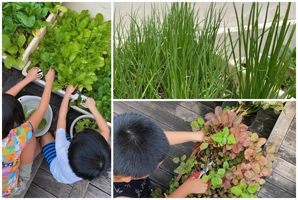 Mướt mắt vườn rau xanh tốt um trong biệt thự của Hà Tăng