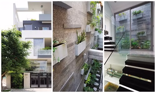 Nhà ống đẹp ngây ngất với vườn đứng độc đáo bên trong