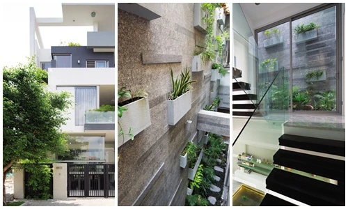 Nhà ống đẹp ngây ngất với vườn đứng độc đáo bên trong