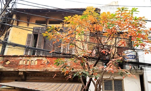 Ngắm nhà Hà Nội đẹp ngỡ ngàng mùa cây thay lá