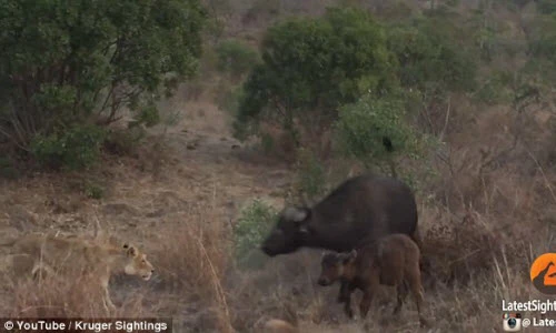 Trâu rừng dũng mãnh tấn công sư tử bảo vệ con 