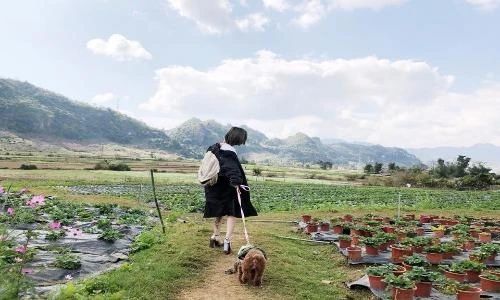 Phát sốt với cô chủ và chú cún “nắm tay nhau” đi khắp Mộc Châu
