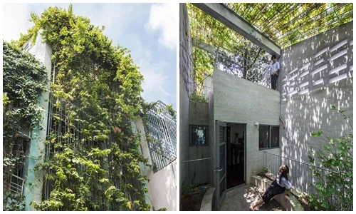 Mỏi mắt ngắm nhà Sài Gòn phủ kín cây xanh 