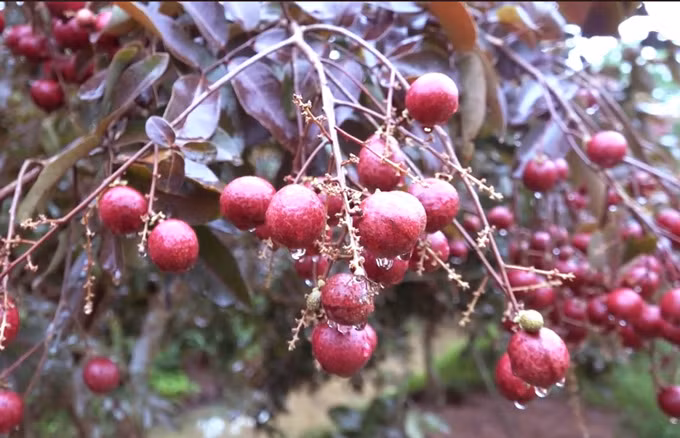 Sự thật về nhãn tím chỉ có ở Việt Nam, giá cao “ngất ngưởng” được săn lùng