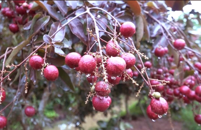 Sự thật về nhãn tím chỉ có ở Việt Nam, giá cao “ngất ngưởng” được săn lùng