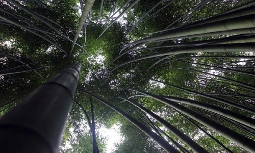 Trồng rừng trúc sào đẹp như trong phim để hốt bạc