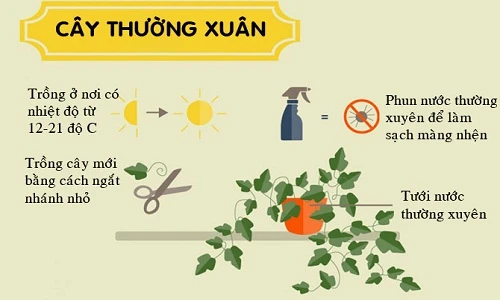 Dù "vụng thối vụng nát", bạn vẫn trồng được những loại cây này 