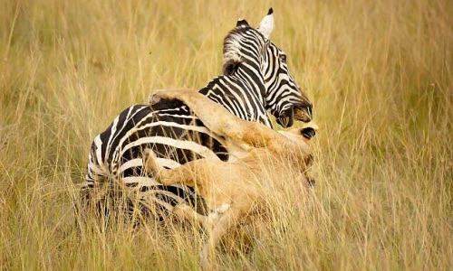 Ảnh động vật tuần: Sư tử hạ ngựa vằn, mèo hai màu mắt