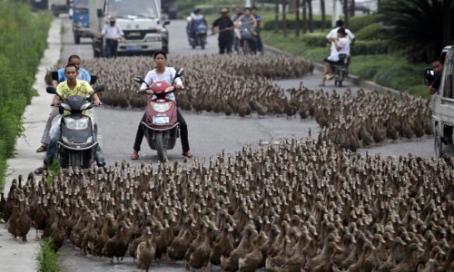 Ảnh động vật ấn tượng: Động vật ý thức băng qua đường 