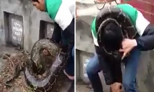 Tranh cãi về clip trăn khủng rúc mả tại Hưng Yên