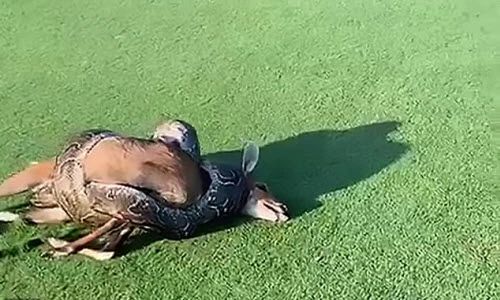 Ảnh động vật: Trăn đá siết cổ linh dương, sư tử ngáp...