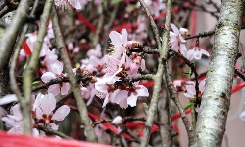 Trước Tết 2 tuần: Đào rừng đổ bộ Hà Nội, “thét giá” chục triệu