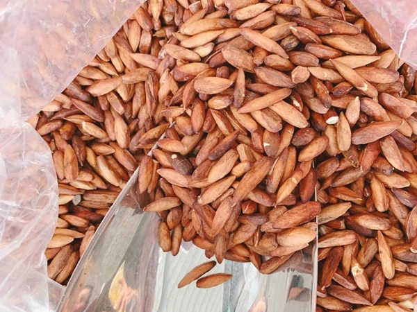 Quả dại rụng đầy đường thành đặc sản nửa triệu đồng/kg