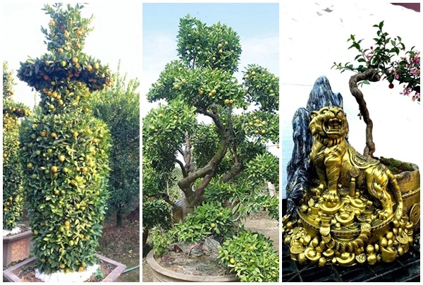 Mãn nhãn cây cảnh độc lạ ngóng khách đón Tết Nhân Dần 2022