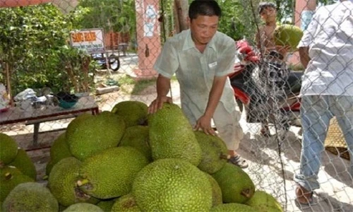 Thương lái Trung Quốc đang lùng mua gì ở Việt Nam?