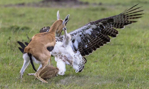 Ảnh động vật: Linh dương mẹ quyết chiến đại bàng, cá mập hiếm...