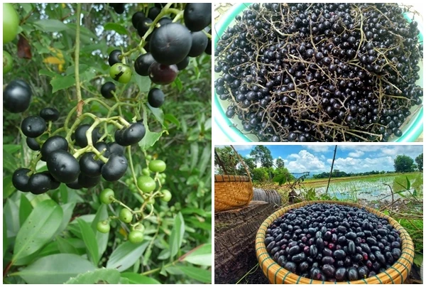 3 quả dại đen xì rụng đầy gốc bỗng hóa đặc sản “hốt bạc“