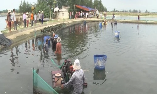 Thăm làng ốc hương ở Hà Tĩnh thu tiền tỷ mỗi năm 