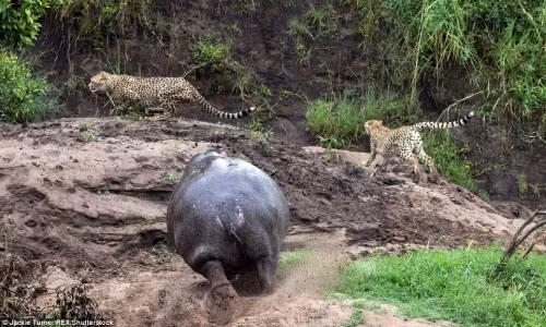 Kịch liệt cảnh hà mã truy đuổi báo gấm chạy té khói