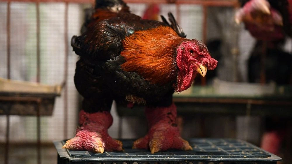 Tò mò giống gà chỉ Việt Nam có, gây sốt trên báo Mỹ