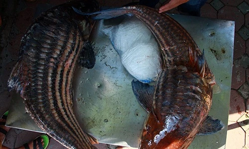 Cặp cá giá hơn nửa chỉ vàng/kg phục vụ đại gia HN