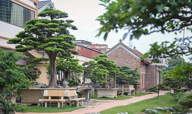 Chân dung đại gia Hà Nội quyết bán nhà để mua cây cảnh 