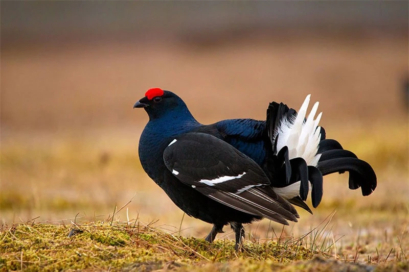 Ngắm bộ lông tuyệt đẹp của gà gô đen