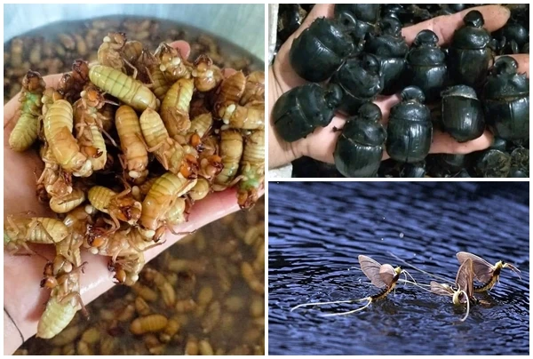 3 loại côn trùng tạo “cơn sốt”, giá lên tới hàng triệu đồng 