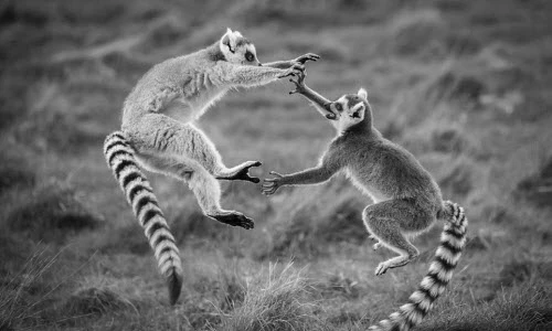 Chết mê vẻ đẹp động vật hoang dã sống trong vườn thú