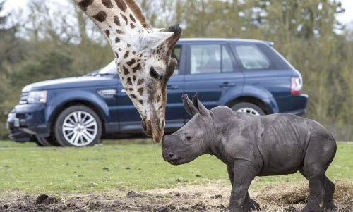 Tê giác mới chào đời bất ngờ kết thân hươu cao cổ