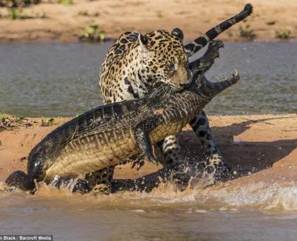 Cận cảnh báo đốm săn... cá sấu độc nhất vô nhị