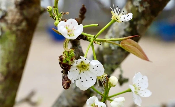 Hết Tết, người Hà Nội vẫn chi tiền triệu chơi lê rừng