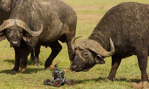 Ảnh cận cảnh động vật hoang dã ở châu Phi