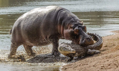 Ảnh động vật tuần: Cá sấu khổng lồ ăn thịt đồng loại